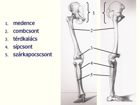 gerincvelői csontok ízületi tünetei